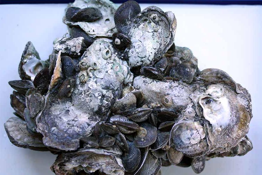 矿山研究人员增加了对牡蛎组织异常的研究